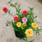 Cây hoa mười giờ bầu đất